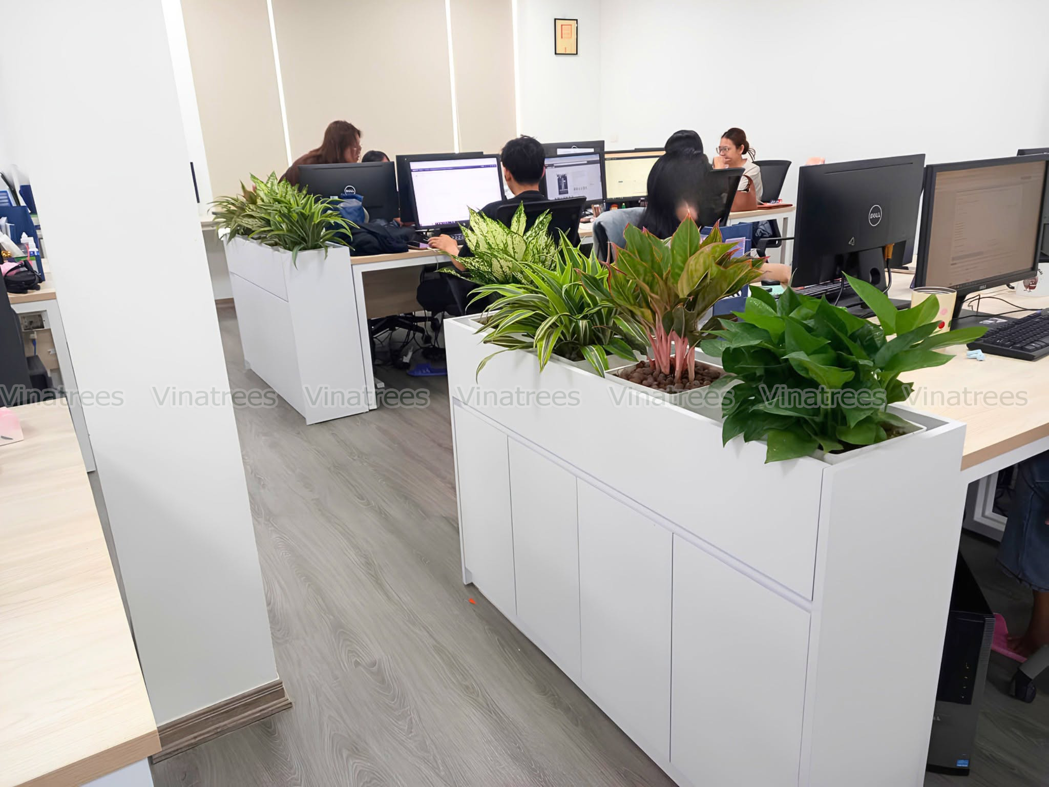 Vinatrees cung cấp dịch vụ cho thuê cây cảnh Hà Nội